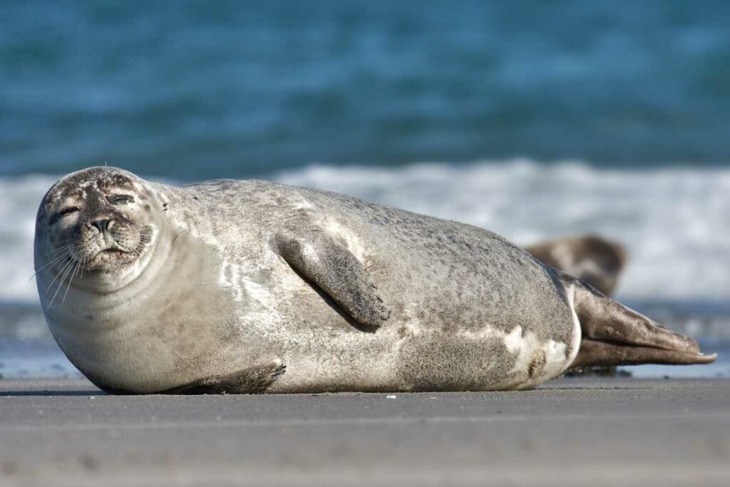 Seal