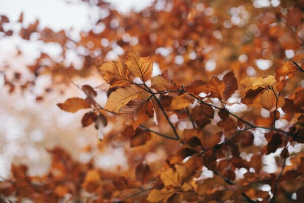 Autumn in UK